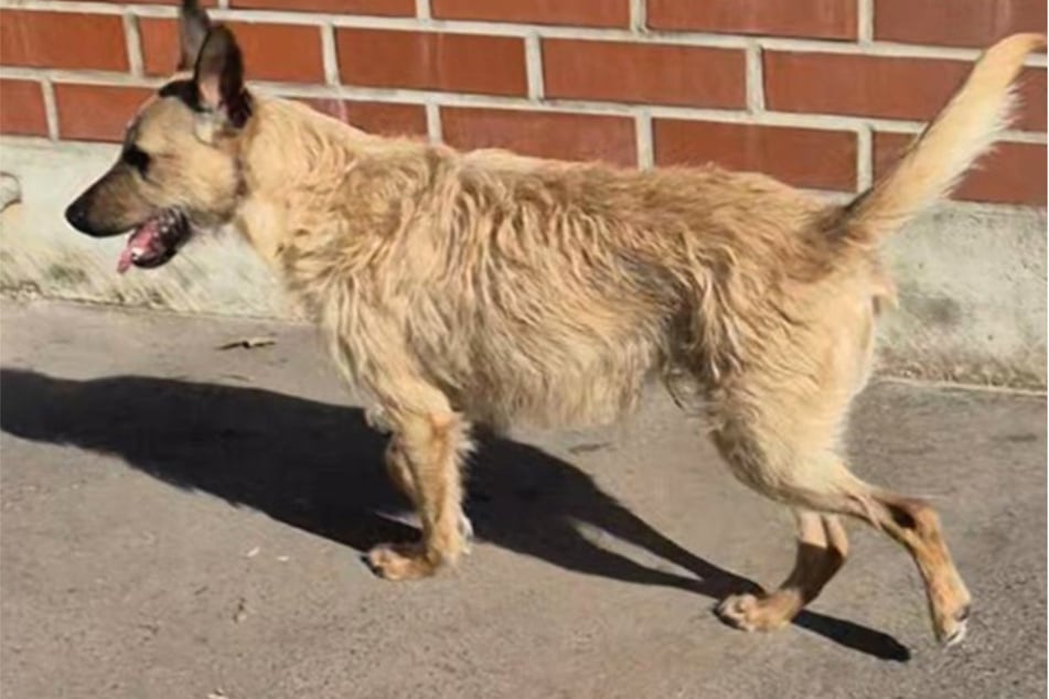 Der junge Rüde ist sowohl für Anfänger als für Familien gut geeignet.