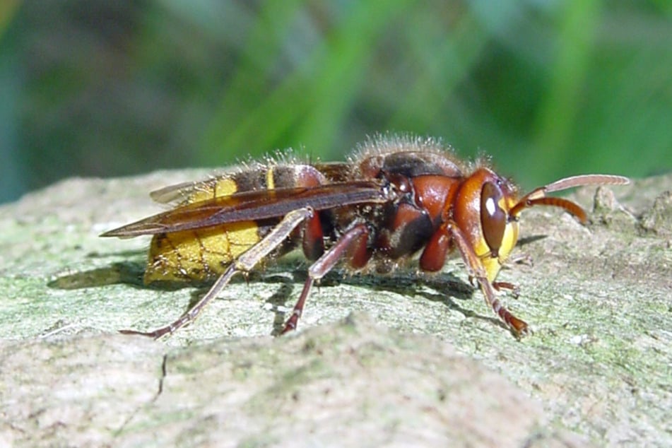 Die Europäische Hornisse (Vespa crabro) gilt als bedrohte Art.