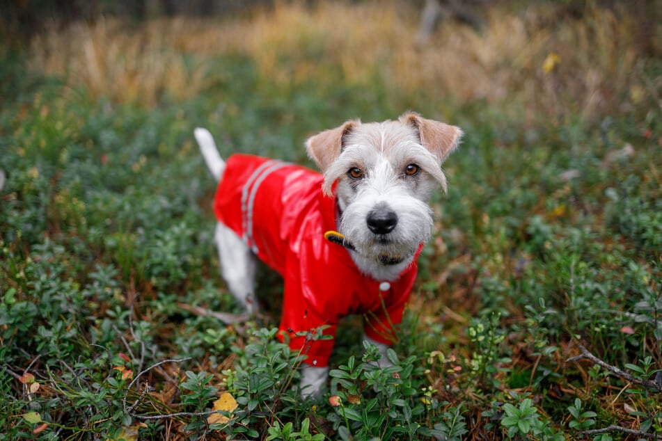Ein Hunde-Regenmantel schützt vor Nässe und damit auch vor Krankheiten wie Blasenentzündungen und Erkältungen.
