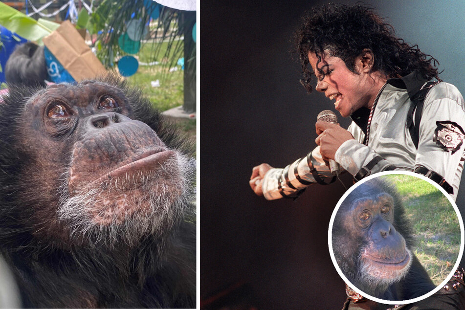 Michael Jacksons geliebter Schimpanse feiert 40. Geburtstag: So geht es Bubbles heute