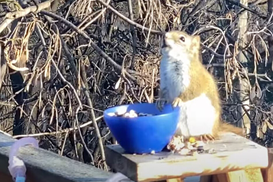 drunk squirrel