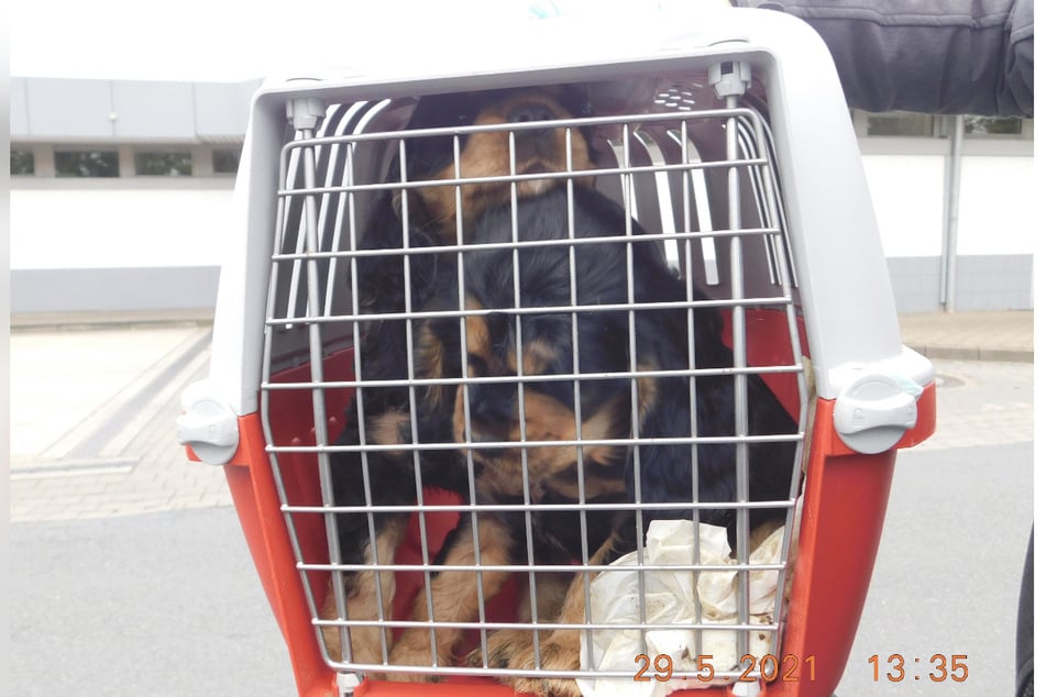 Zwei beschlagnahmte Hundewelpen in einer Transportbox.