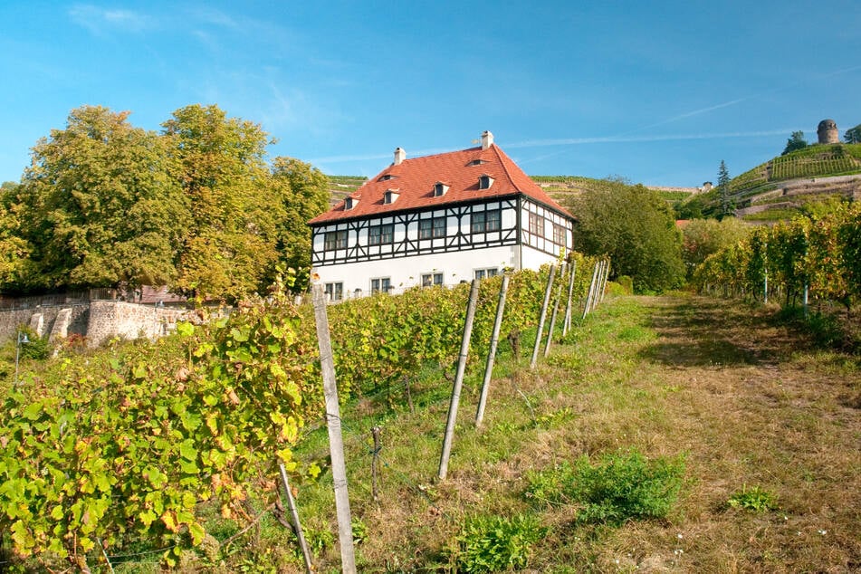 Weinfreunde werden diese Aktion von der Vinothek in der Hoflößnitz lieben