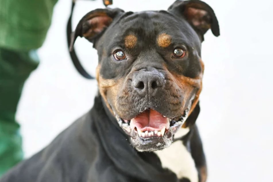 Un mezcla de bulldog llamado Yuno (1) espera en un refugio de animales de Berlín a personas que lo adopten.