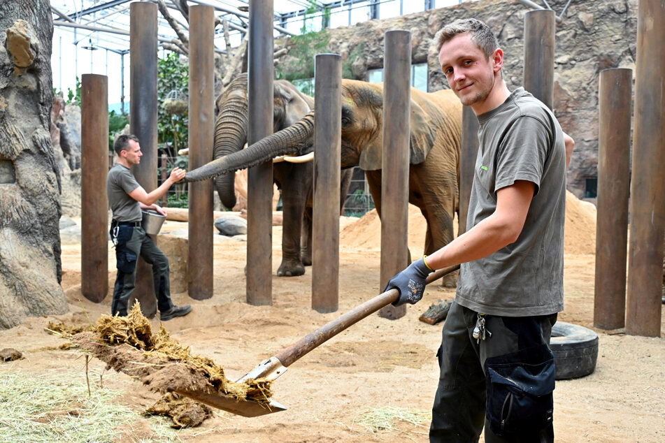 Großes Geschäft: Die Elefanten "produzieren" täglich kiloweise Dung. Tierpfleger Peter von Falkenburg (21) mit einer Schaufel voll Elefantendung. Hinten: Revierleiter Ronny Moche (42) mit Drumbo und Sawu.