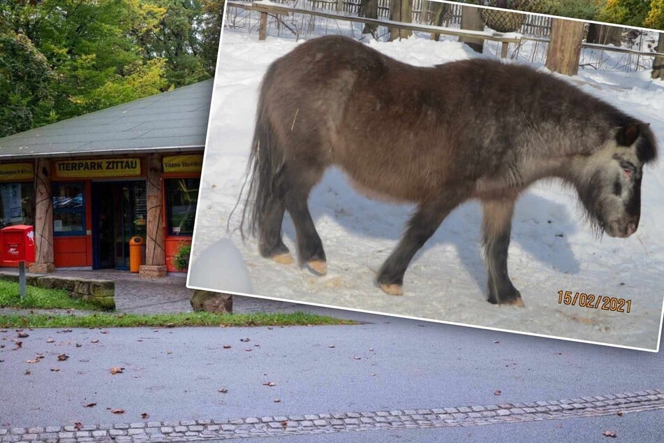 Shetland-Pony Moni (†34) wurde Ende September von Einbrechern zu Tode gefoltert.