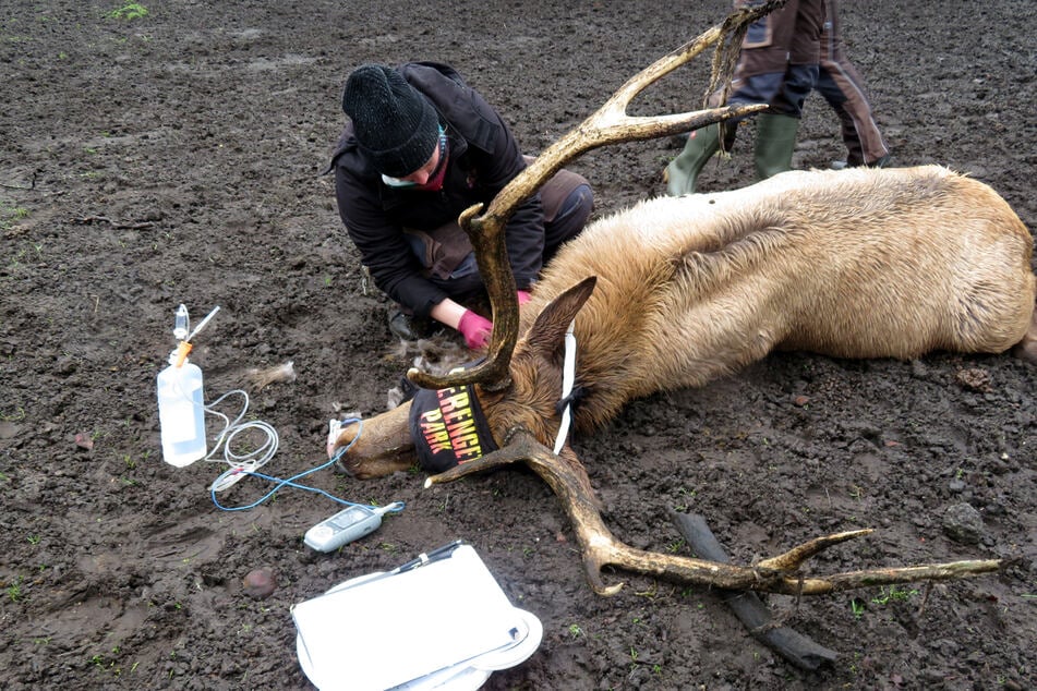 Wapiti-Hirsch Hermann beginnt ein neues Leben im Serengeti-Park Hodenhagen (Niedersachsen).