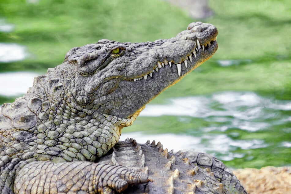 Das Krokodil näherte sich lautlos. (Symbolbild)