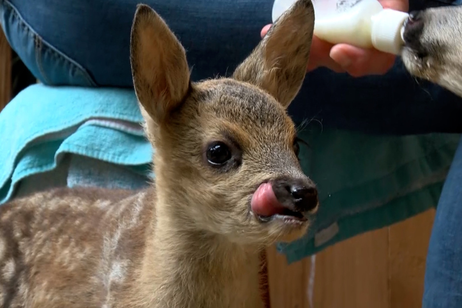 Anne Steffen ernährt zwei Rehkitze mit der Flasche. Die Tiere wurden im Wald ohne Mutter aufgefunden.