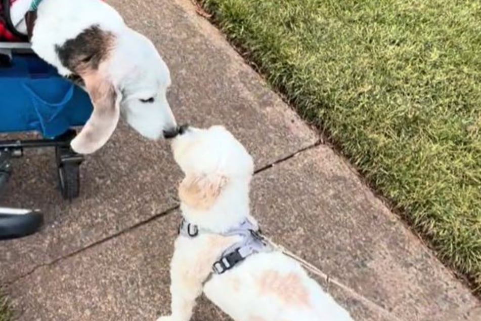 Sweet reunion: Both dogs are happy to finally meet again after weeks apart.