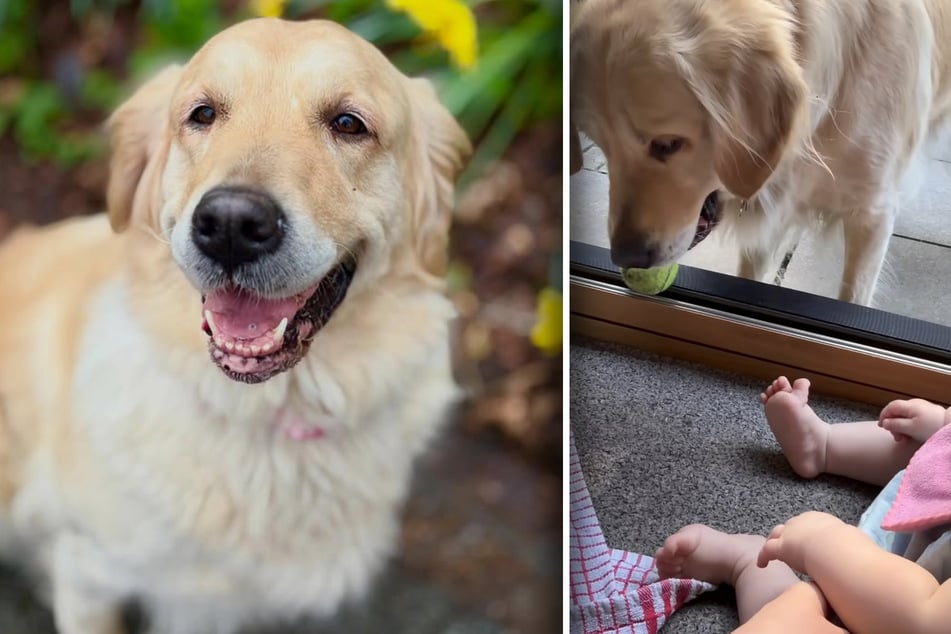 Golden Retriever legt Baby Ball vor die Füße: Was dann folgt, lässt Herzen hüpfen
