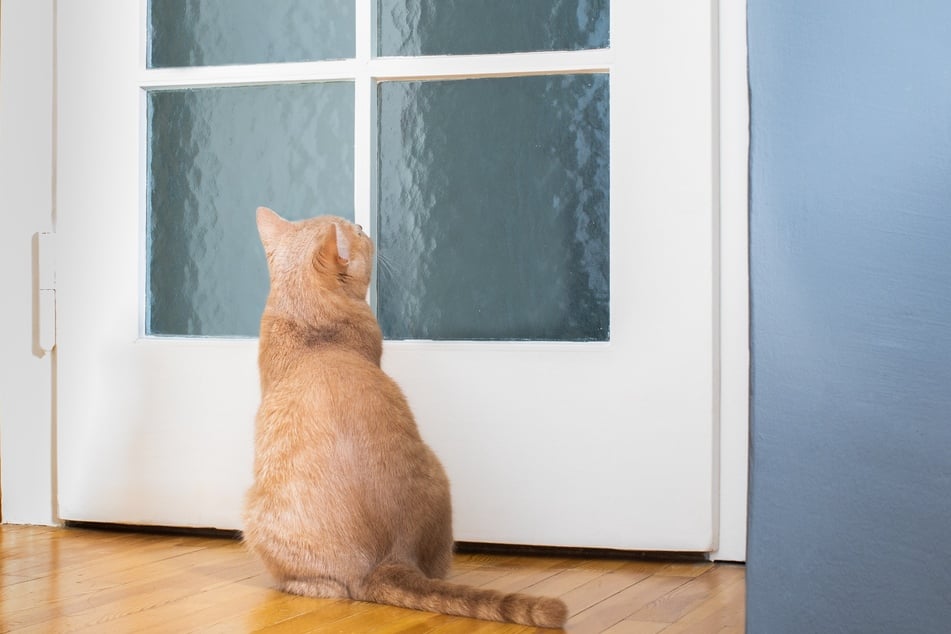 Katzen orientieren sich am Tagesablauf ihrer Bezugsperson.