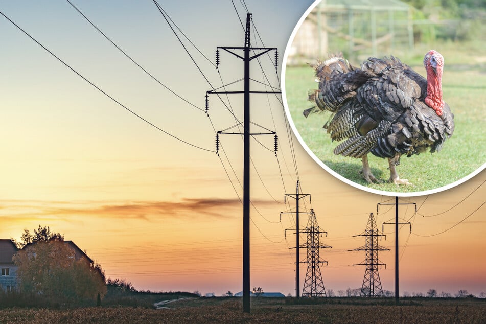 Turkey causes Christmas chaos by crashing into California power line