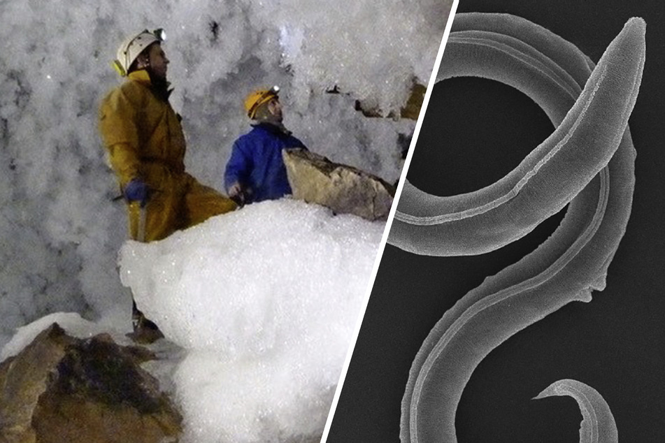 46.000 Jahre im Eis: Forscher erwecken unbekannte Spezies wieder zum Leben!