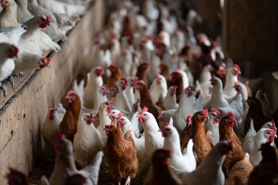 Die Stadt will das Töten von Vögeln unbedingt verhindern. Aus diesem Grund wurden die Tiere zunächst in ihre Ställe gebracht.