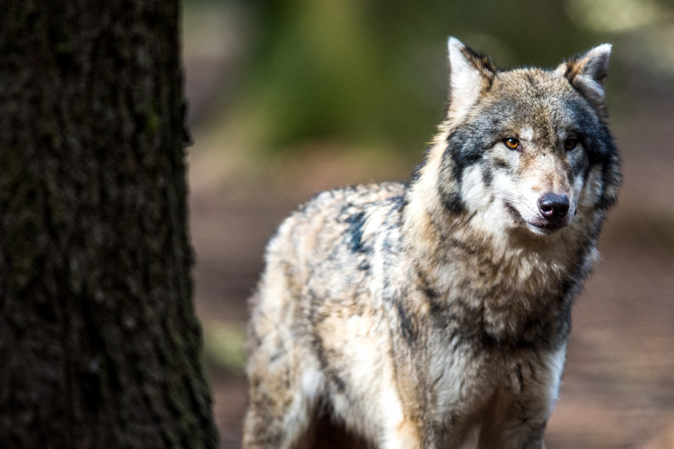 Lkw erfasst Wolf auf der A4: Tier stirbt noch vor Ort