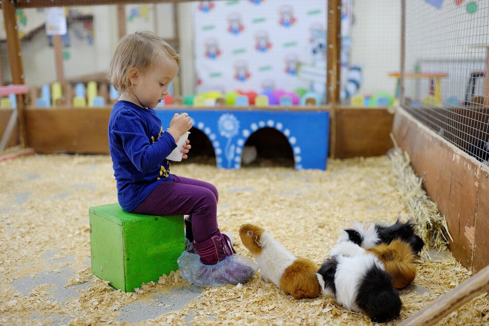 Kinder müssen lernen: Meerschweinchen sind keine Kuscheltiere.