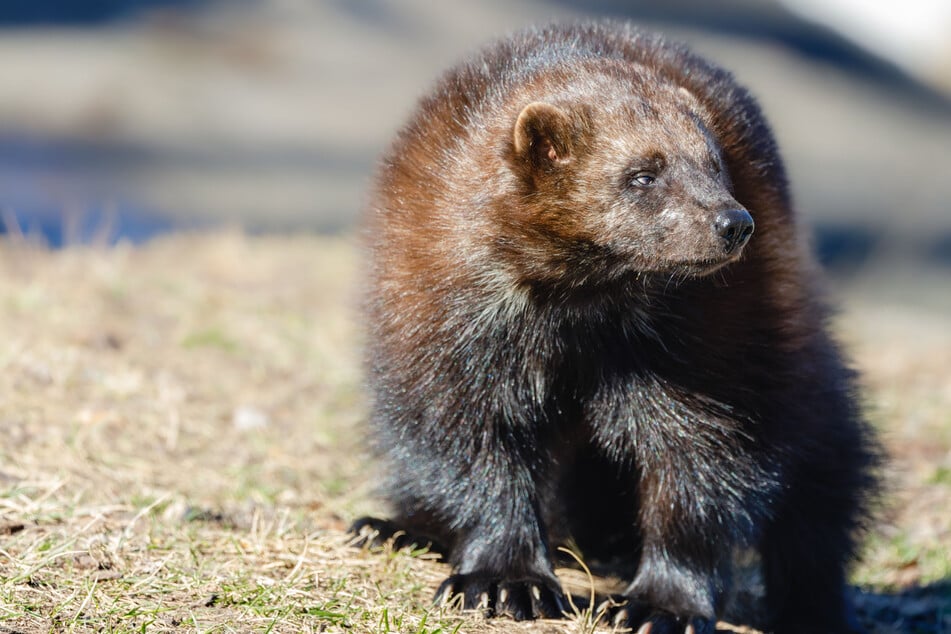 Wolverines finally granted protections amid climate change destruction