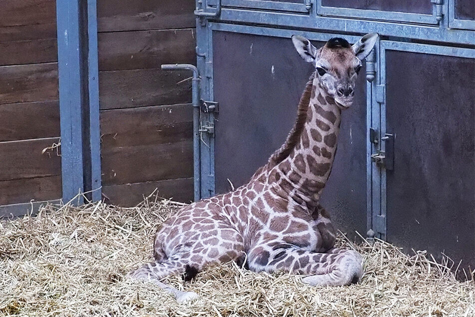 Das kleine Giraffenmädchen kam am frühen Montagmorgen auf die Welt.