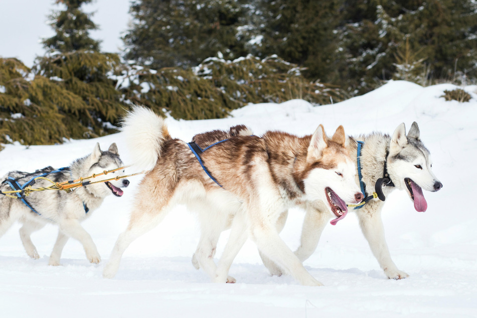 Three mushers were penalized for sheltering their dogs during a storm (stock image).