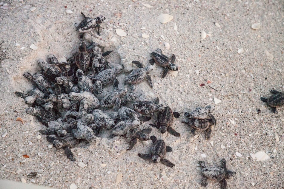Dutzende Baby-Schildkröten tot an Straßenrand entdeckt: Schuld ist der Mensch