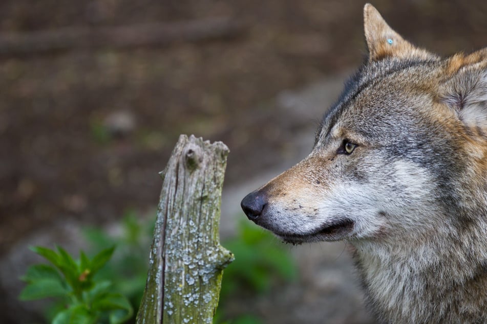 Wolf im Klassenzimmer? Schottischer Schüler identifiziert sich als Tier!