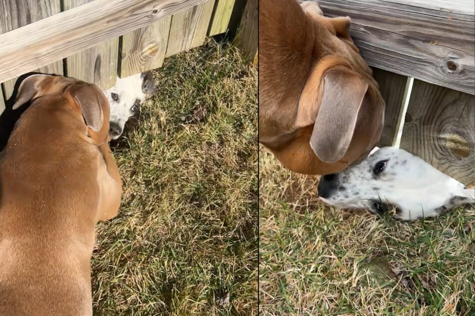 Schnell war der Grund für das Loch klar: Auf der anderen Seite wohnte ein neuer Freund der Hündin.