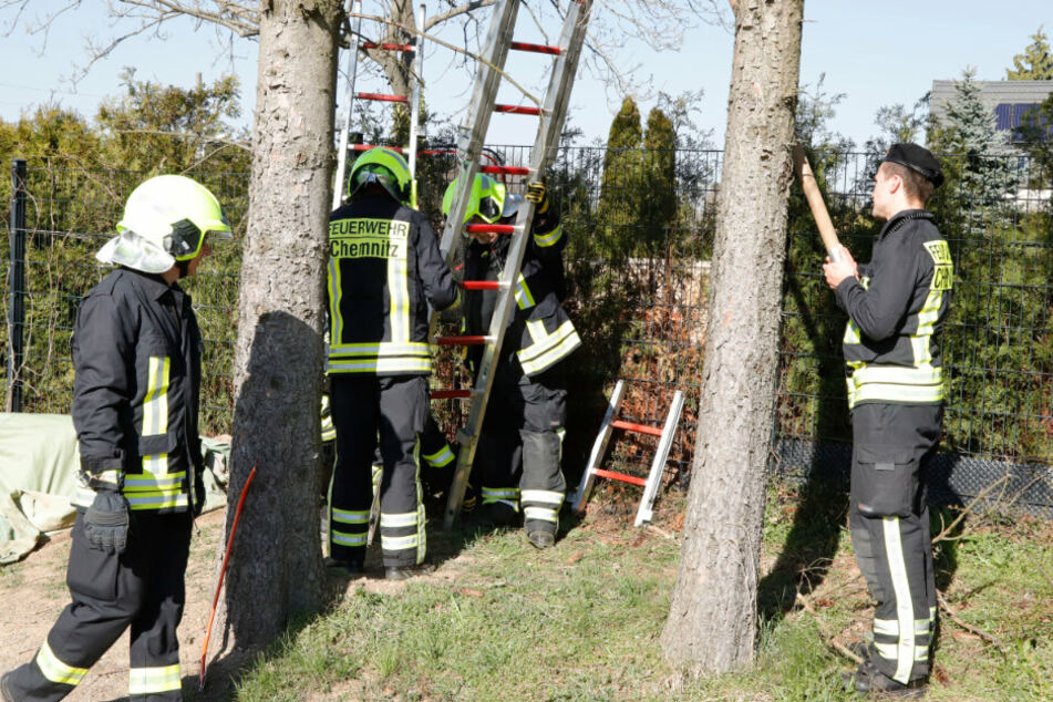 Die Feuerwehr legte eine Leiter an und versuchte die Katze vom Baum zu holen.