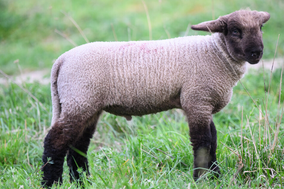 Schaf auf Weide geschlachtet und Fleisch mitgenommen