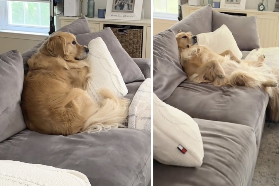 When Erica Derise was looking for her dog Beau, she always checked the couch first as the Golden Retriever had a favorite spot there for years.
