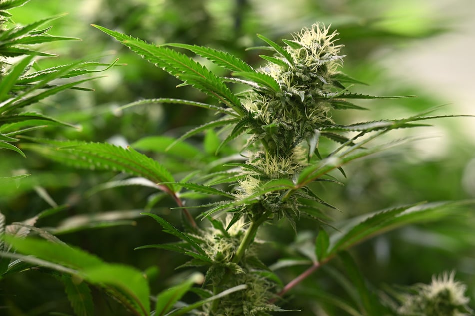 Zwei Tatverdächtige festgenommen: Polizei entdeckt Riesen-Cannabisplantage bei Razzia!