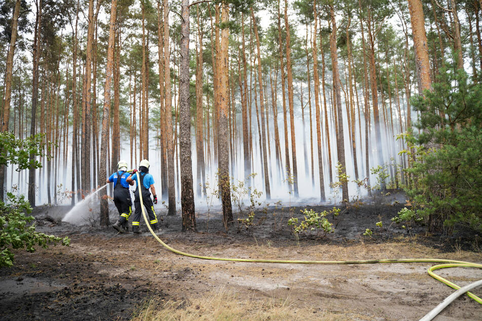 Am Sonntag löschte die Feuerwehr ein brennendes Waldstück bei Hoyerswerda.