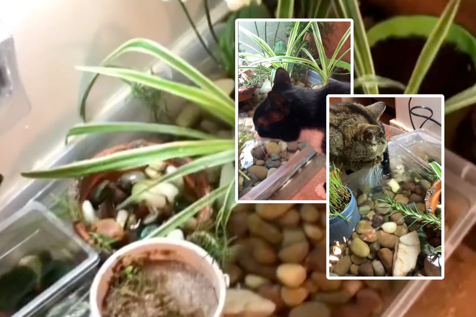 Frau bastelt Katzen ein Aquarium: Dessen Funktion begeistert