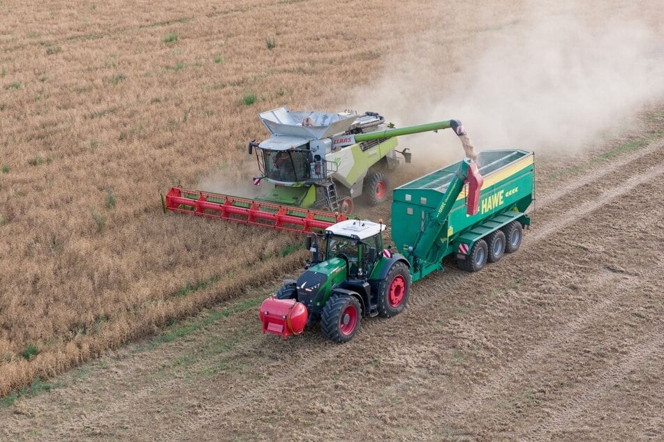 Jetzt ist Erntezeit: Eine Erntemaschine fährt über ein Feld mit Futtererbsen.