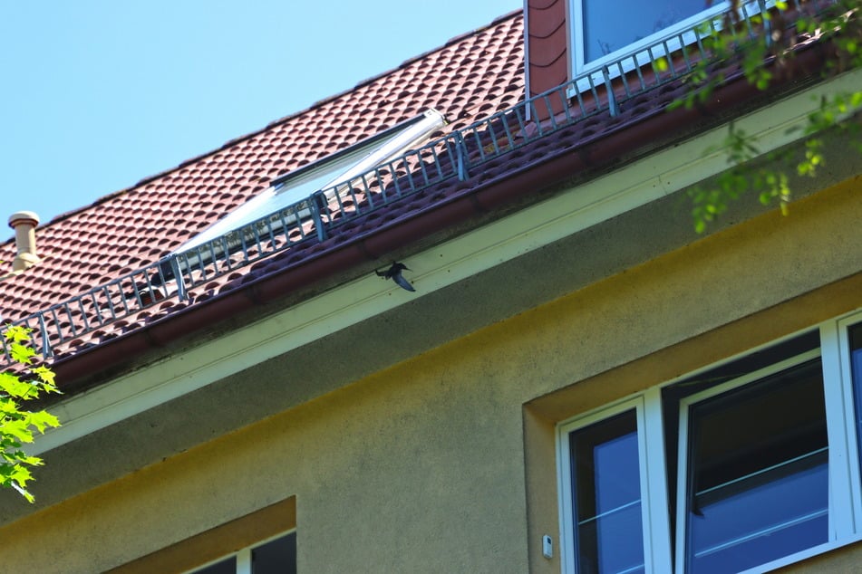 Der Mauersegler hatte sich an einem Mehrfamilienhaus verfangen.