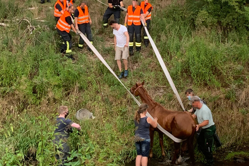 Feuerwehrleute ziehen das Pferd aus der Oker.