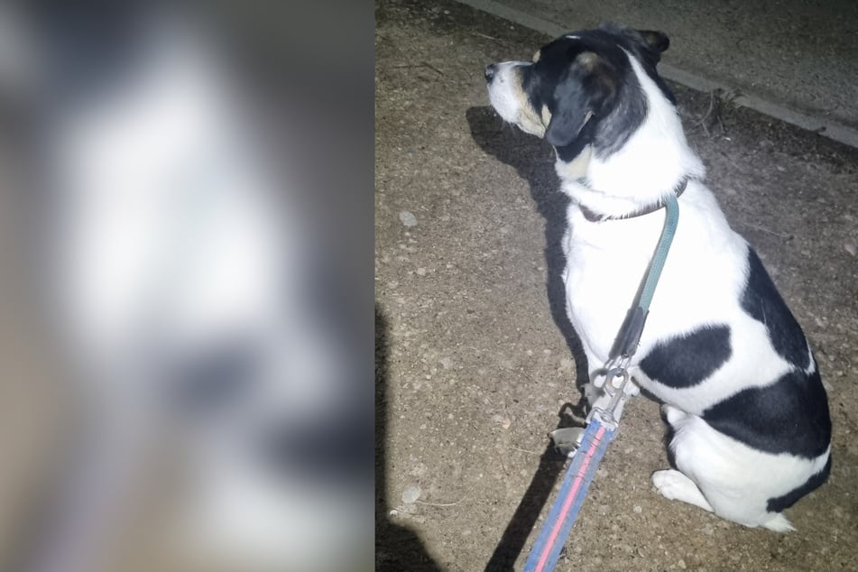 Hund auf Parkplatz angebunden und eiskalt zurückgelassen
