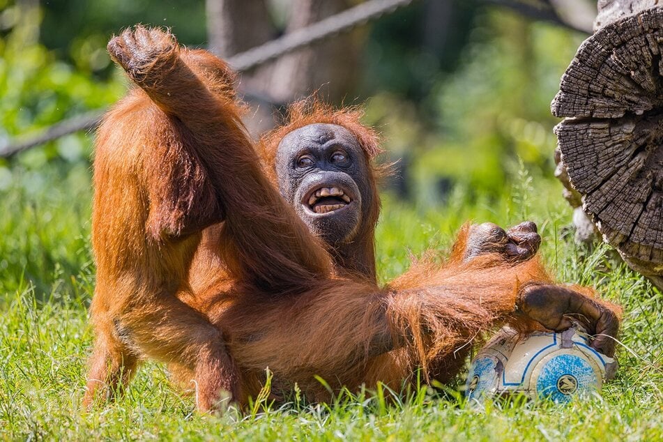 Die Orangs gelten im Haus als die Spitzfindigsten, erklärt Geissler.
