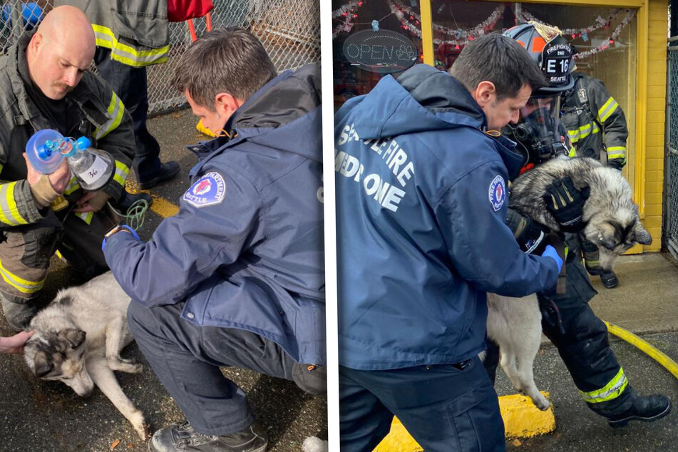 Dutzende Hunde in brennender Tagesstätte eingesperrt: Nachbarn mit heldenhaftem Einsatz