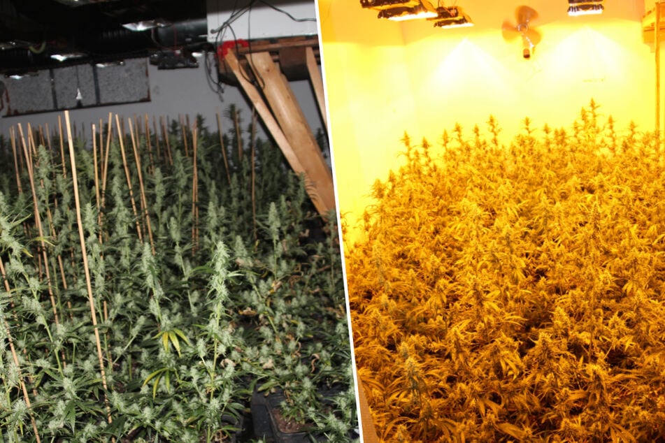 Mehr als 800 Pflanzen: Dealer baute Wohnung zu riesiger Marihuana-Plantage um
