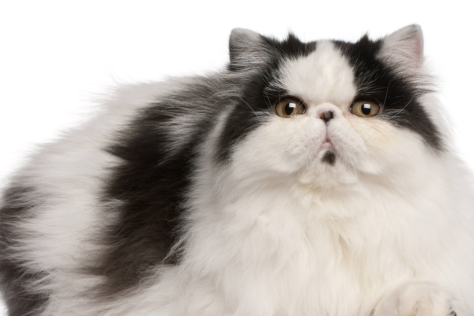 Persian cats are some of the cutest fat kitties in the world.