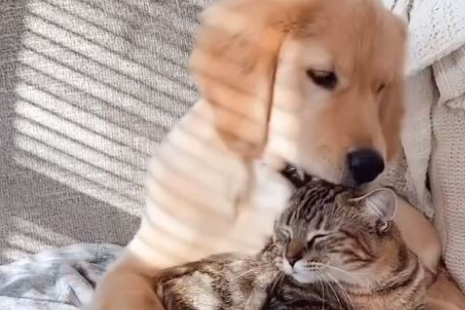 Besitzer schaffen sich Hund und Katze gleichzeitig an: Kurz darauf schmelzen Herzen