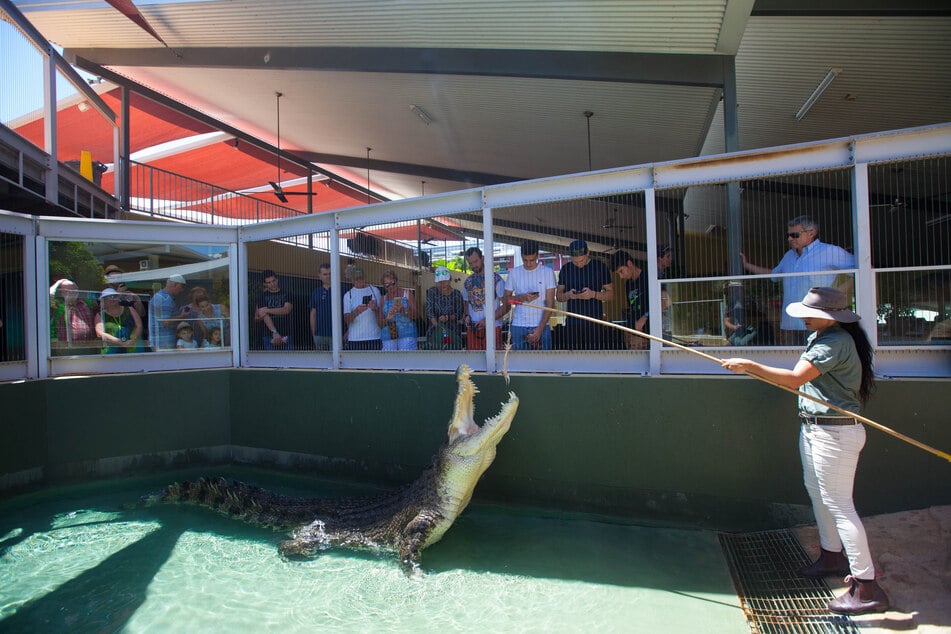 Dieses vom Zoo herausgegebene Handout zeigt Krokodil Burt im Crocosaurus Cove bei der Fütterung. (Archivbild)