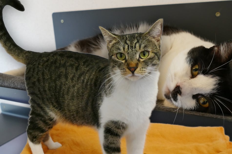 Süße Lovestory im Tierheim: Katze und Kater sind unzertrennlich
