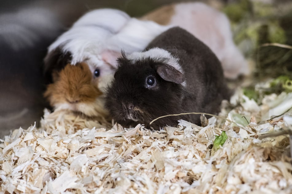 Grausiger Fund im Garten: Meerschweinchen erschlagen, weitere vermisst