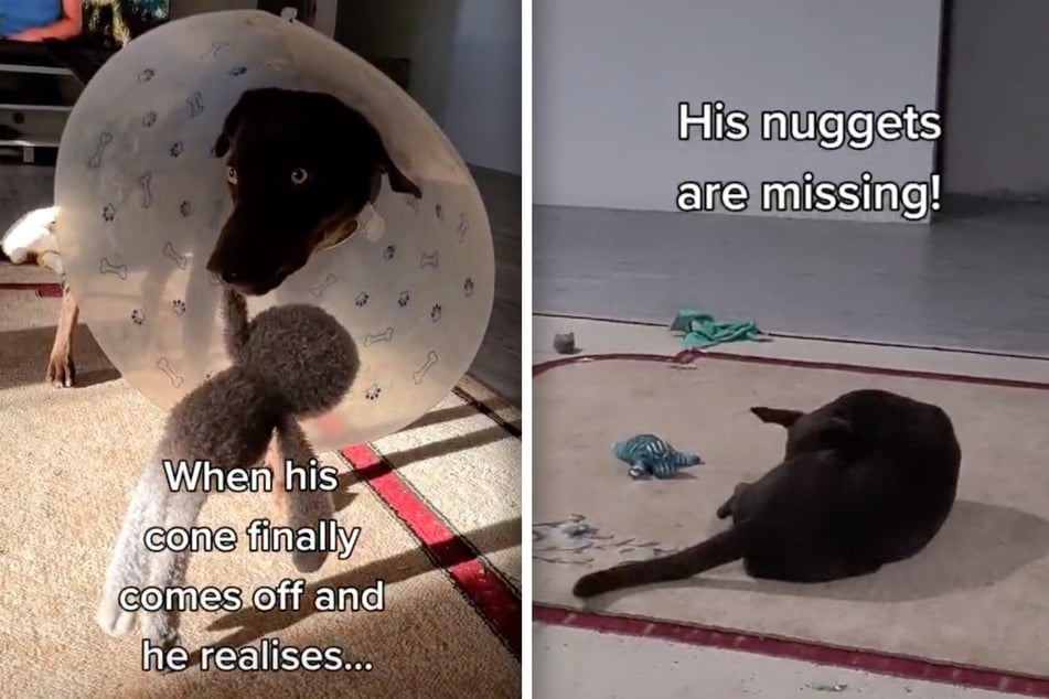 Lange musste der arme Hund einen Leckschutz um den Hals tragen. Nun ist er den zwar los, aber er hat in der Zwischenzeit auch noch seine "Nuggets" verloren.