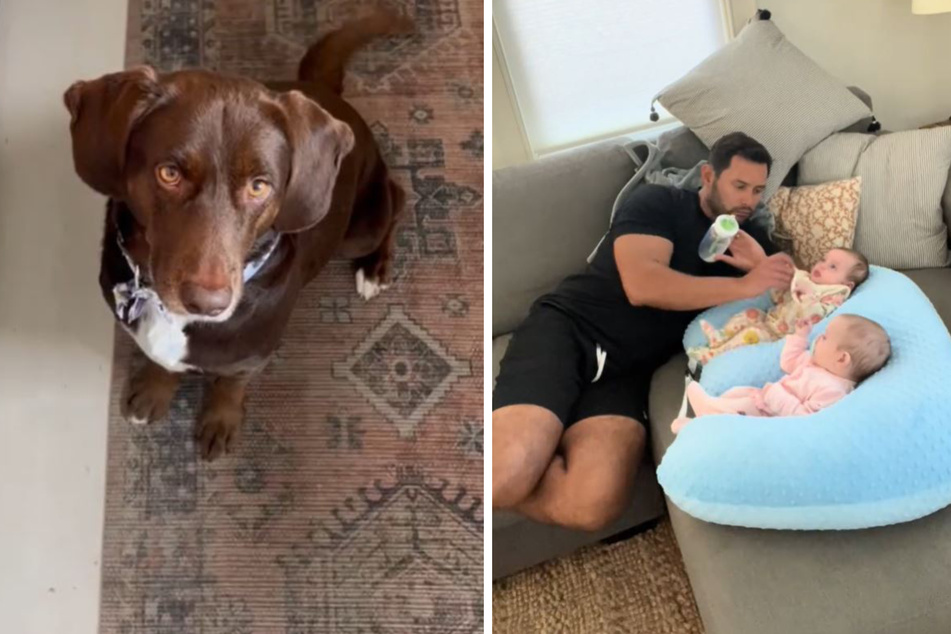 Percy the dog may be a bit jealous of his new human sisters, per a viral TikTok shared by his owner.