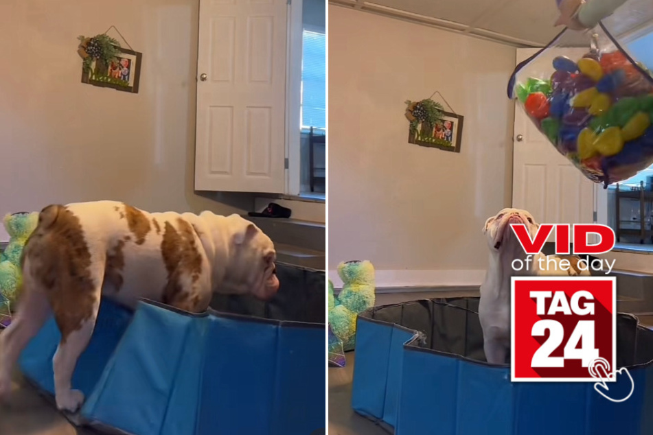 viral videos: Viral Video of the Day for July 7, 2023: Bulldog owner's ball pit attempt goes hilariously wrong
