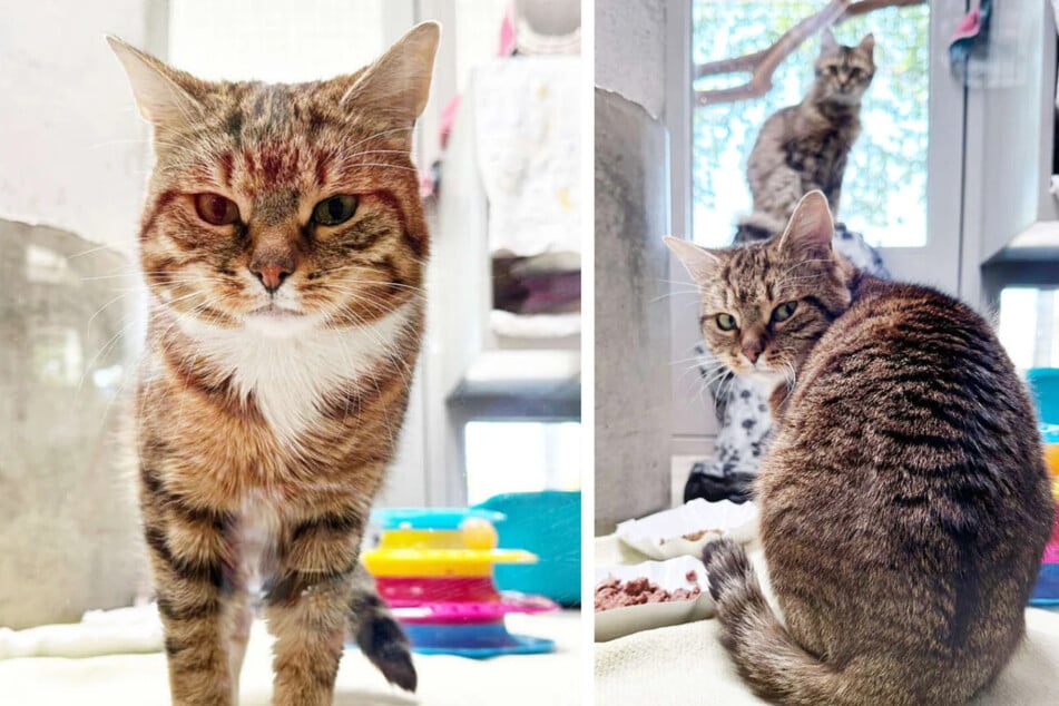 Das Katzen-Duo Ulf (1) und Granata (1) aus dem Berliner Tierheim ist auf der Suche nach einem Zuhause.