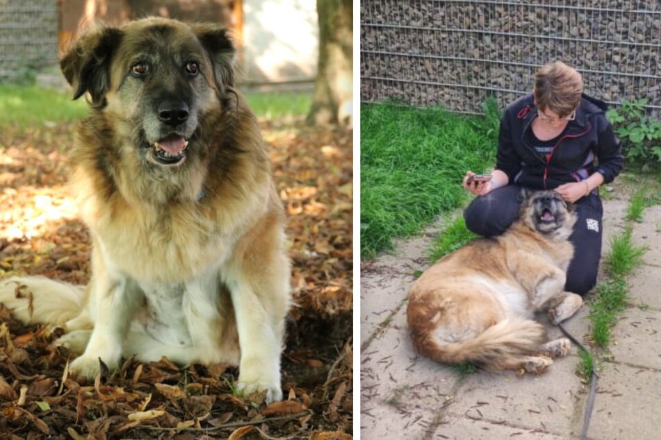 Babuszka liebt es, am Bauch gekrault zu werden.
